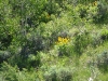 wild flowers