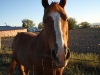 horse in Arco