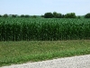 cornfield.jpg