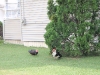 Jean's Ducks