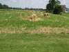 Ohio farm field
