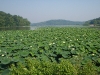 Water lillies