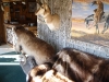 STUFFED ANIMALS