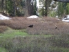 MOOSE AT DIVIDE